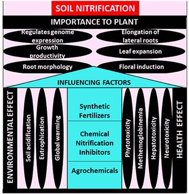 Factors Influencing Soil Nitrification Process and the Effect on Environment and Health